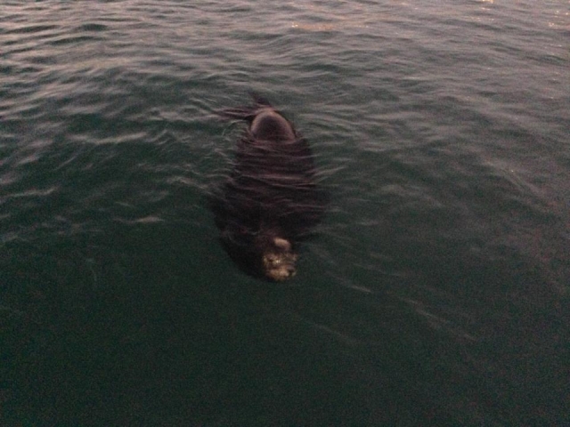 Snorkel con lobos marinos
